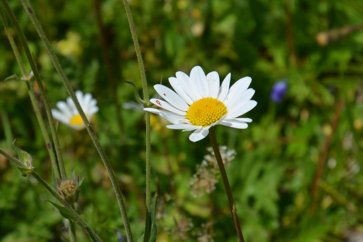 Rosengarten 11.07.2022